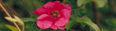 Island flower